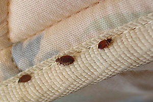 Bed Bugs Control