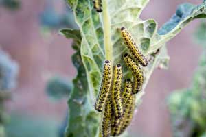 Caterpillar Control