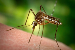Mosquito & Ant Control